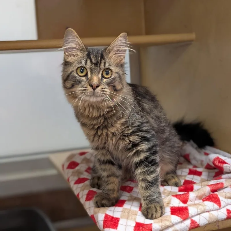 A baby medium-sized male Domestic Medium Hair cat named Casanova for adoption in Spokane, WA