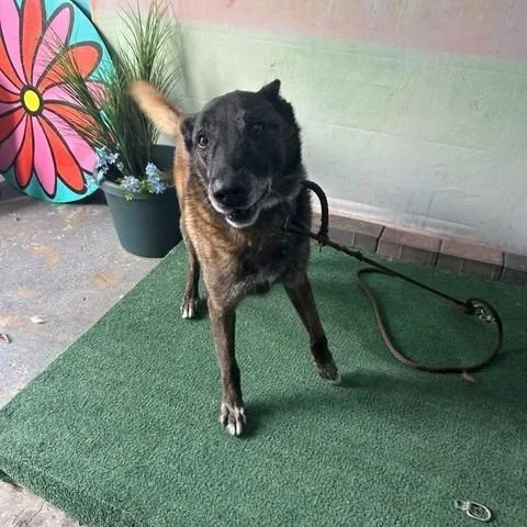 An adult medium-sized male Black Belgian Shepherd / Malinois dog named Joe for adoption in Hawthorne, CA