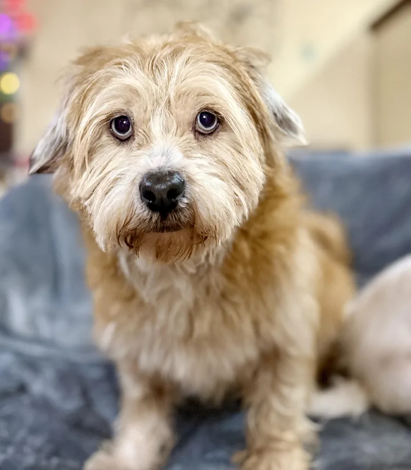 Misty & Lulu thumbnail 3