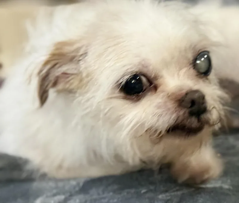 Misty & Lulu thumbnail 4