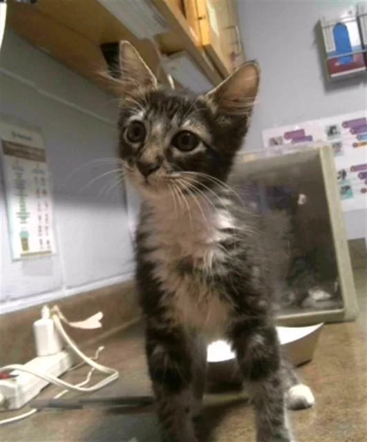 A baby small-sized female Domestic Medium Hair cat named Calusa for adoption in Tallahassee, FL