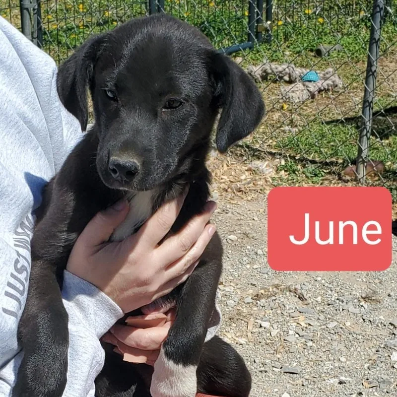 A baby medium-sized female Black Border Collie dog named June for adoption in Albany, NY