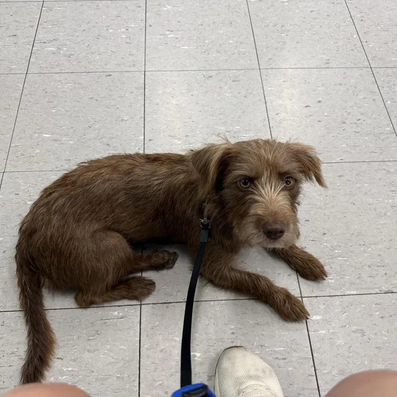 An adult small-sized female Brown / Chocolate Miniature Schnauzer dog named Coco for adoption in Baton Rouge, LA