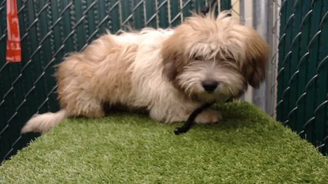 A baby medium-sized male Terrier dog named Noodle Puff for adoption in Downey, CA