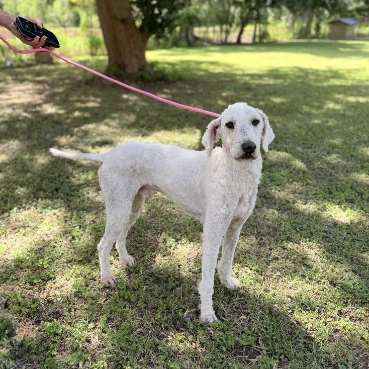 An adult medium-sized male White / Cream Poodle dog named Chadwick for adoption in Carencro, LA