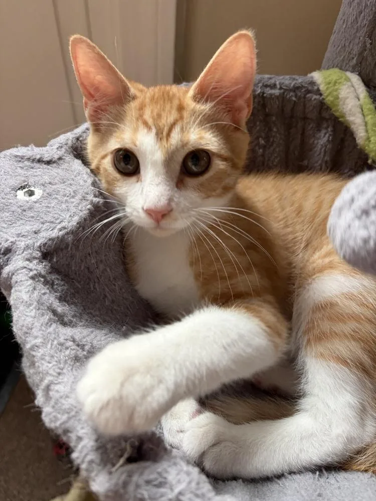 A baby small-sized male Orange & White Domestic Short Hair cat named Ranger for adoption in Duxbury, MA