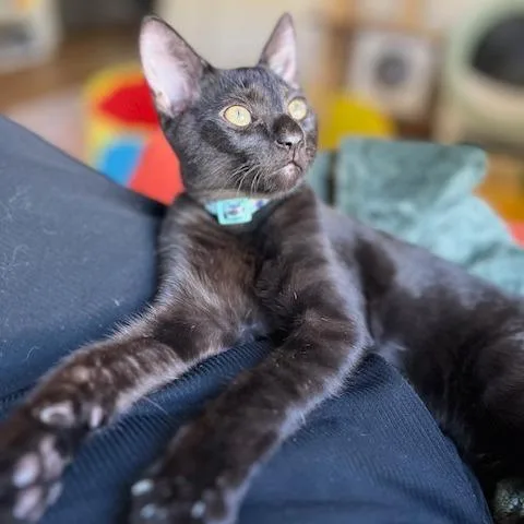 A baby small-sized male Black Domestic Short Hair cat named Onyx for adoption in Los Angeles, CA