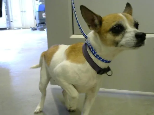 An adult small-sized female Chihuahua dog named Pablita for adoption in Toledo, OH