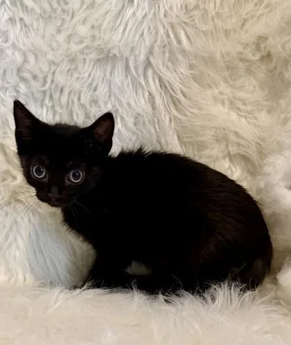 A baby medium-sized male Domestic Short Hair cat named Jetty for adoption in Picayune, MS