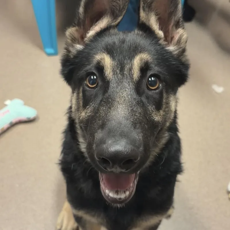 A young large-sized male German Shepherd Dog dog named Quincy for adoption in Valparaiso, IN