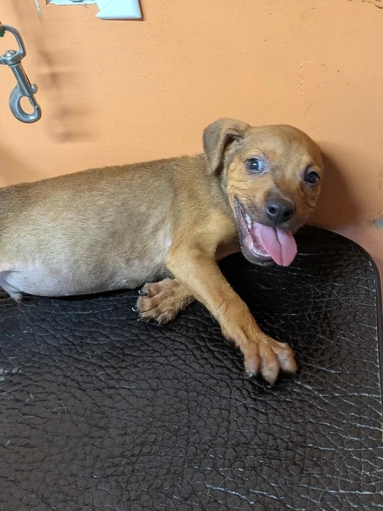 A baby small-sized male Labrador Retriever dog named Baby Jake for adoption in Statesville, NC