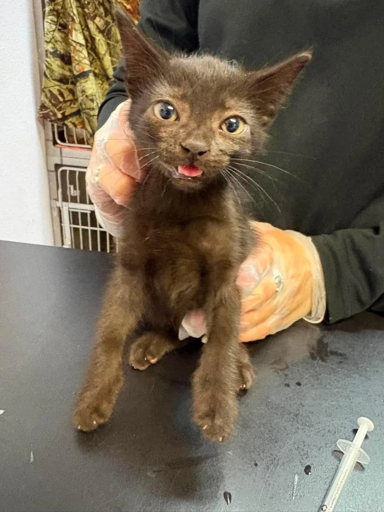 A baby small-sized male Domestic Short Hair cat named Swoosh for adoption in New Braunfels, TX