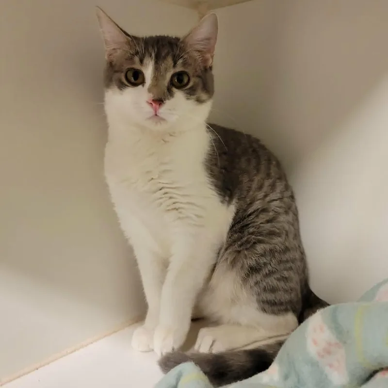 A young medium-sized female Gray / Blue / Silver Domestic Short Hair cat named Amelia Pond for adoption in Columbia, MO
