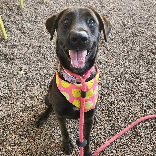 Basil