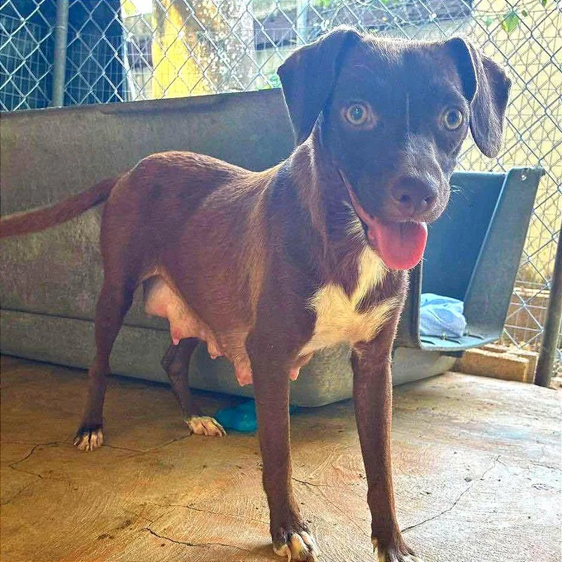 A young small-sized female Brown / Chocolate Labrador Retriever dog named Keyra for adoption in Falls Church, VA