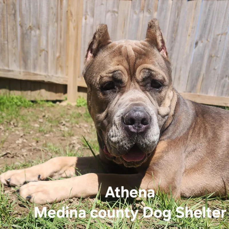 Athena thumbnail 2