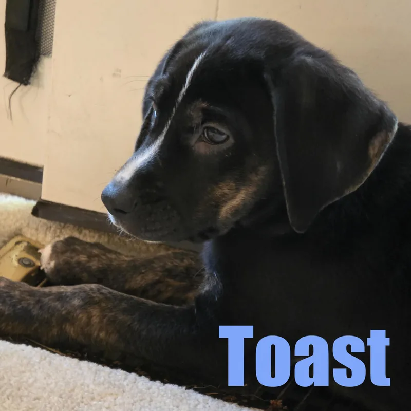 Toast thumbnail 2