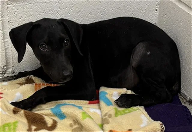 A baby small-sized female Labrador Retriever dog named Bessie for adoption in Rosenberg, TX