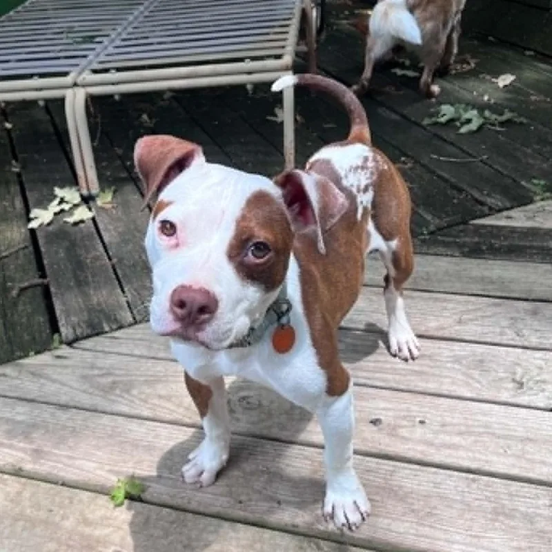 A baby medium-sized male Brown / Chocolate Pit Bull Terrier dog named Koda With Videos for adoption in Fort Worth, TX