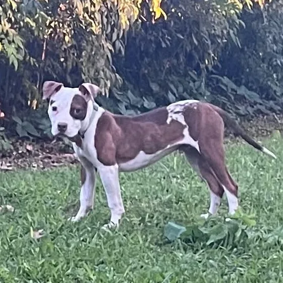 Koda With Videos thumbnail 5