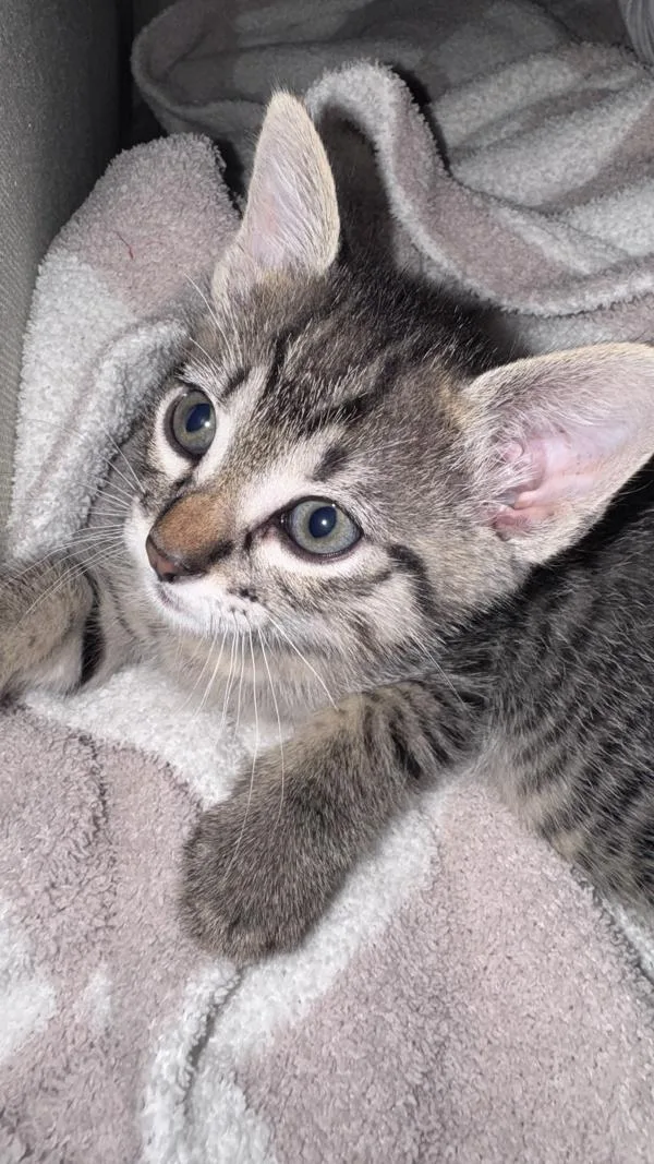 A baby small-sized male Domestic Short Hair cat named B.b. for adoption in Austin, TX