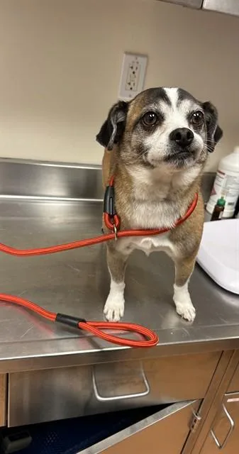 An adult small-sized male Chihuahua dog named Ferbie for adoption in Martinez, CA