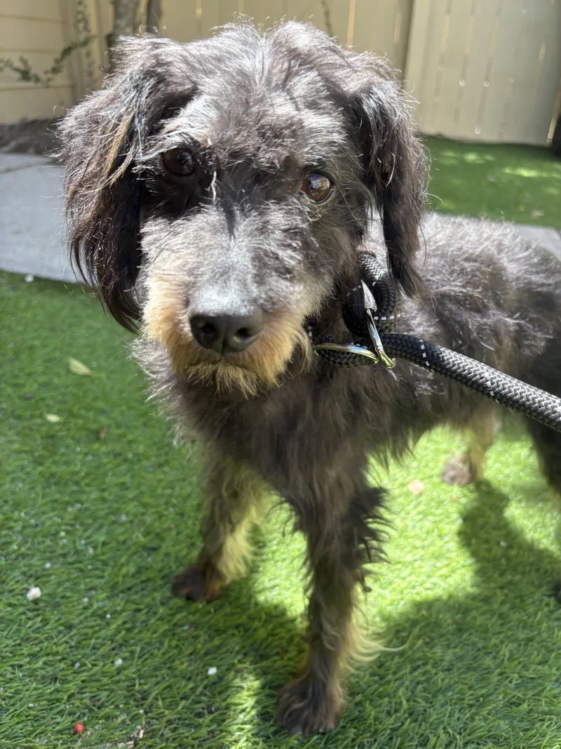 An adult small-sized male Shih Tzu dog named Bentley for adoption in Mount Pleasant, SC