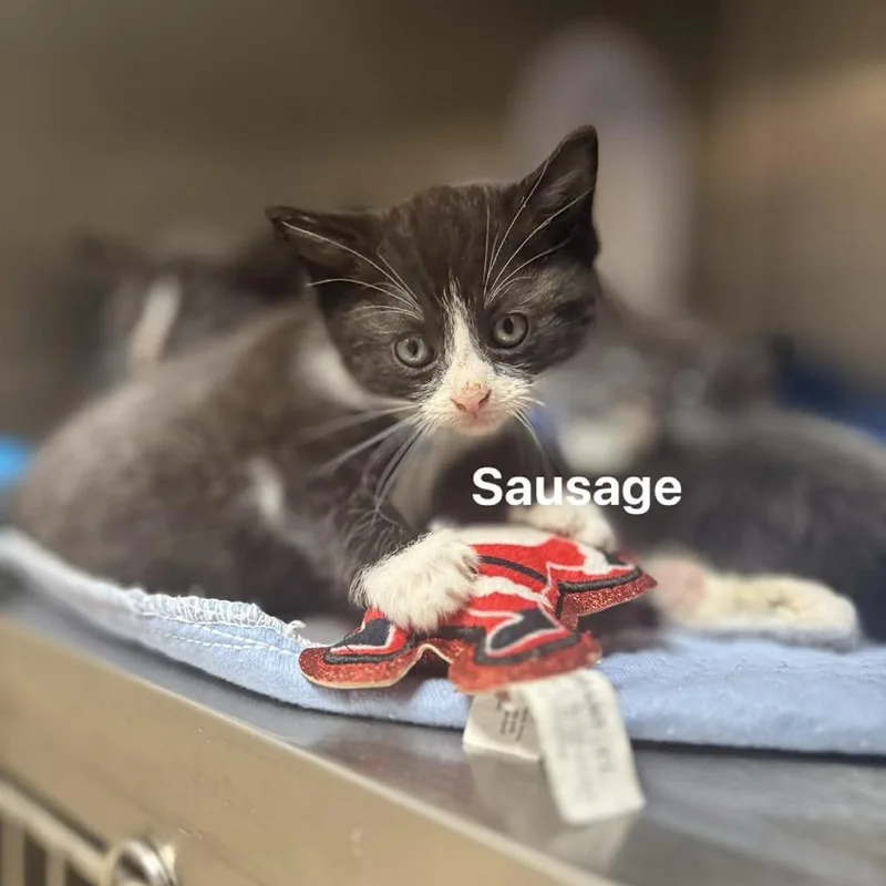 A baby small-sized male Black Domestic Short Hair cat named Sausage for adoption in Caryville, TN