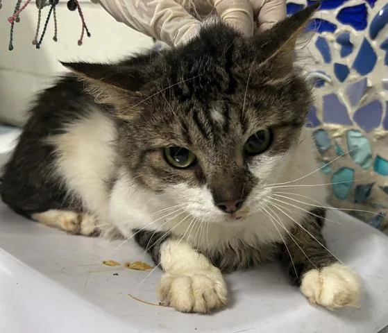 A young medium-sized male Domestic Medium Hair cat named Teal for adoption in Pensacola, FL