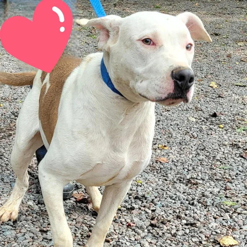 A young medium-sized male Tricolor (Brown, Black, & White) American Staffordshire Terrier dog named Junior for adoption in Mountain City, TN