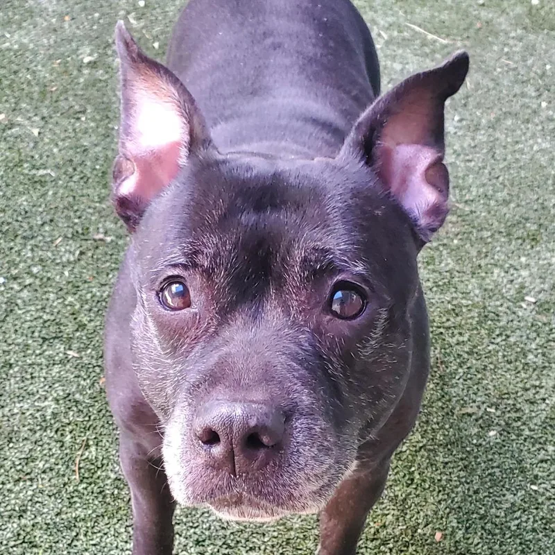 An adult medium-sized female Black Mixed Breed dog named Baby for adoption in Fairport, NY