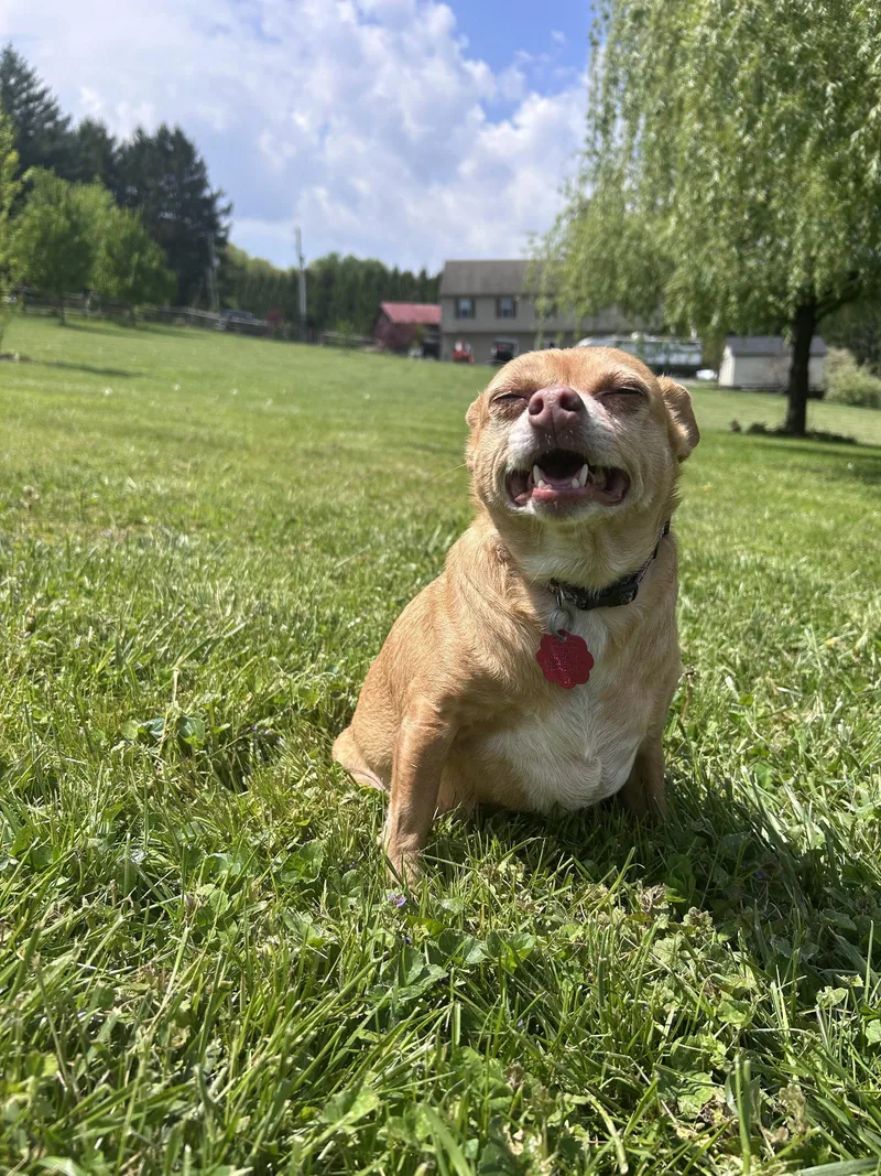 A senior small-sized female Chihuahua dog named Amy for adoption in Elizabethtown, PA