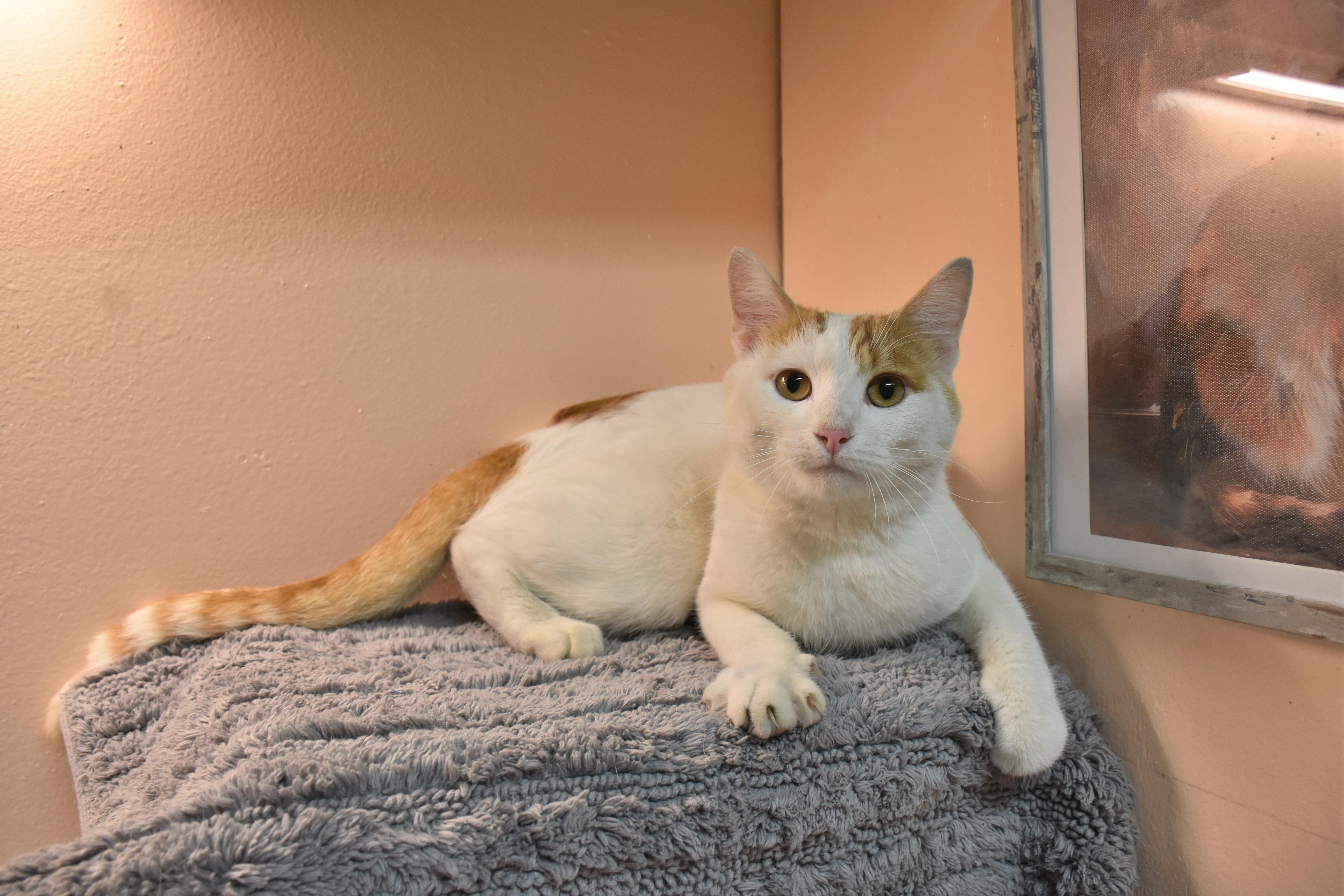An adult medium-sized male Orange & White Domestic Short Hair cat named Himself for adoption in North Judson, IN