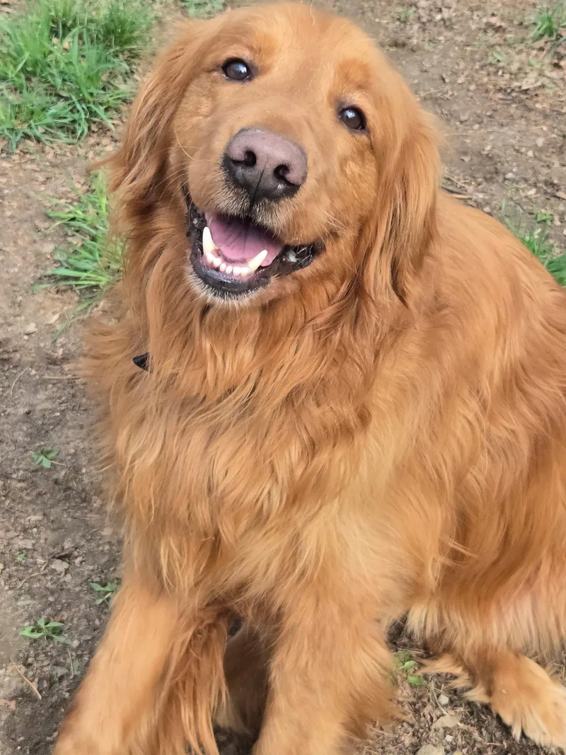 An adult extra large-sized male Golden Golden Retriever dog named Ruger for adoption in Capon Bridge, WV