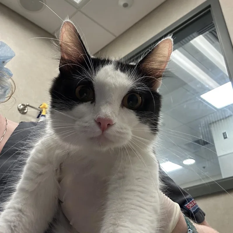 An adult medium-sized female Domestic Short Hair cat named Momma for adoption in Jacksonville, FL