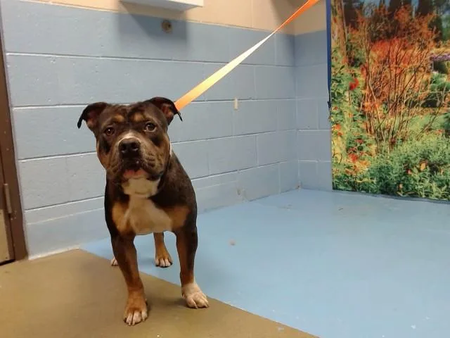 A young large-sized male Pit Bull Terrier dog named Timone for adoption in Moreno Valley, CA