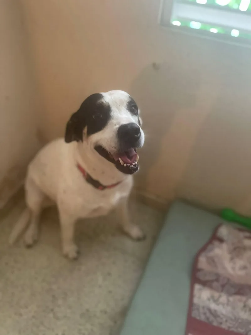 Blanca Nieves thumbnail 2