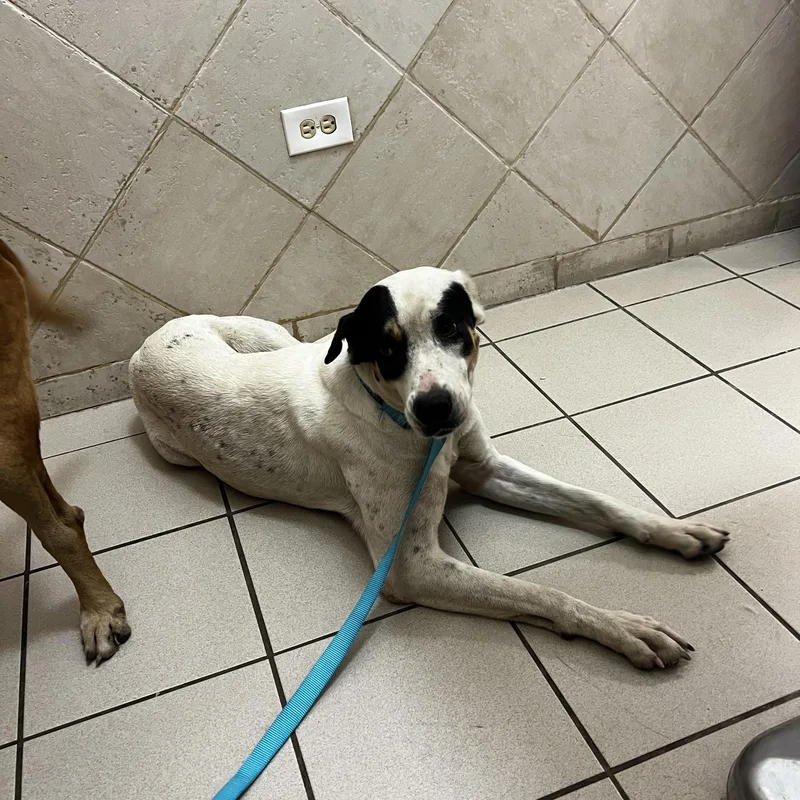 Blanca Nieves thumbnail 4