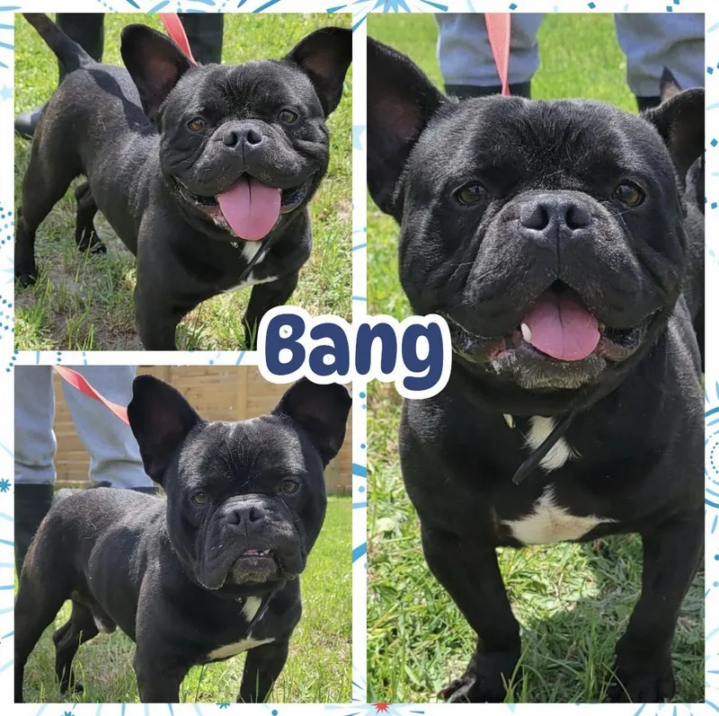 An adult small-sized male Black Boston Terrier dog named Bang for adoption in Ringwood, NJ