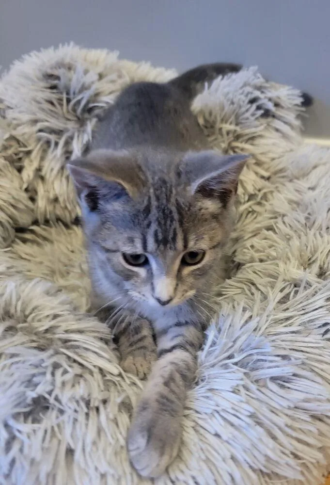 A baby small-sized male Gray & White Domestic Short Hair cat named Sawyer for adoption in Palatine, IL