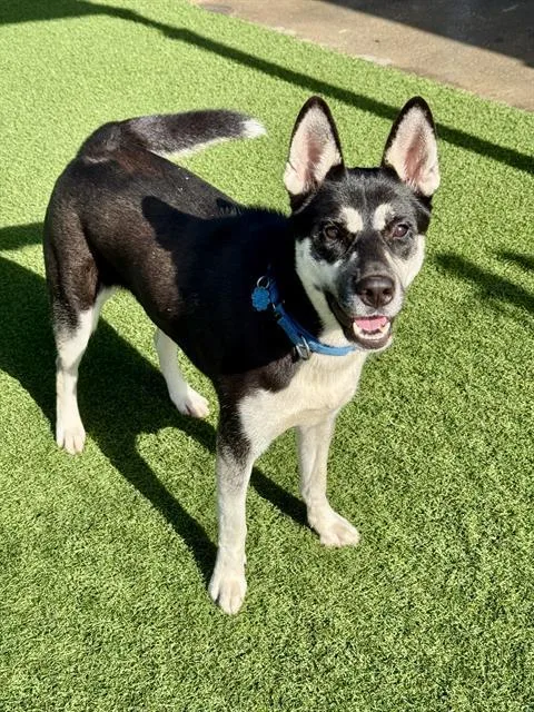 An adult medium-sized female Mixed Breed dog named Lola for adoption in Dallas, TX