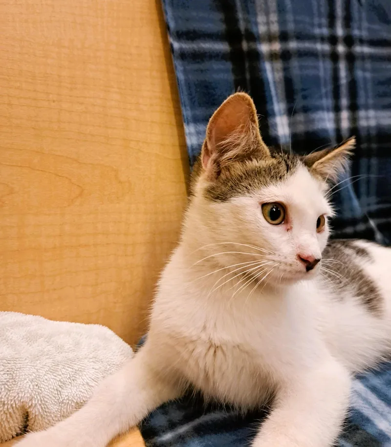 A baby medium-sized male Tabby (Gray / Blue / Silver) Tabby cat named France for adoption in Albuquerque, NM