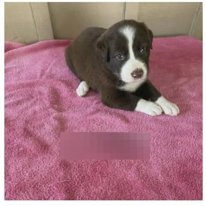 A baby medium-sized female Black Australian Shepherd dog named Brenda for adoption in Alexandria, VA