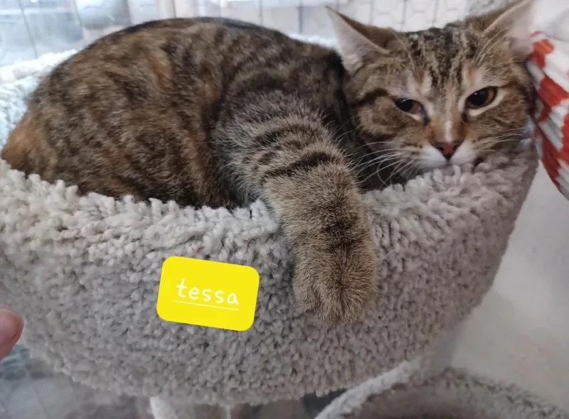 A young medium-sized female Tabby (Brown / Chocolate) Domestic Short Hair cat named Tessa for adoption in Walworth, WI