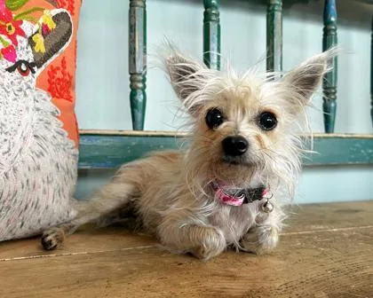 Gidget