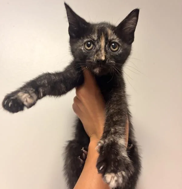 A baby medium-sized female Domestic Short Hair cat named Okra for adoption in Dublin, CA