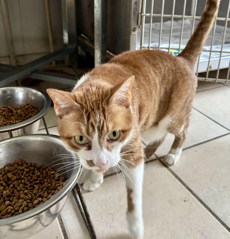 An adult medium-sized male Domestic Short Hair cat named Tuffy for adoption in Owensboro, KY