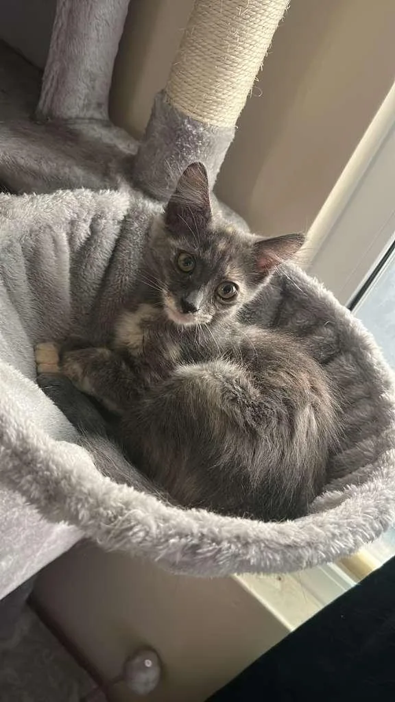 A baby small-sized female Dilute Tortoiseshell cat named Belle for adoption in Santa Ana, CA
