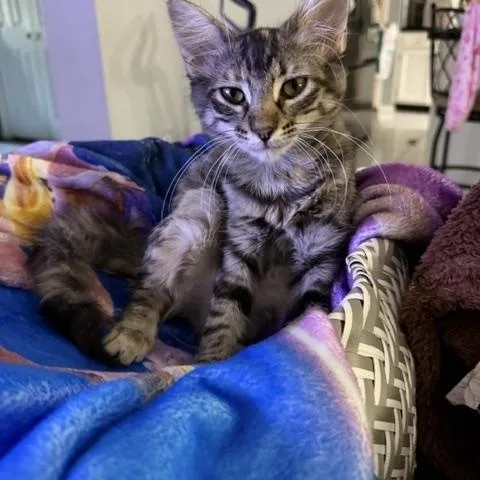 A baby medium-sized female Tabby (Brown / Chocolate) Domestic Medium Hair cat named Sparks for adoption in Houston, TX