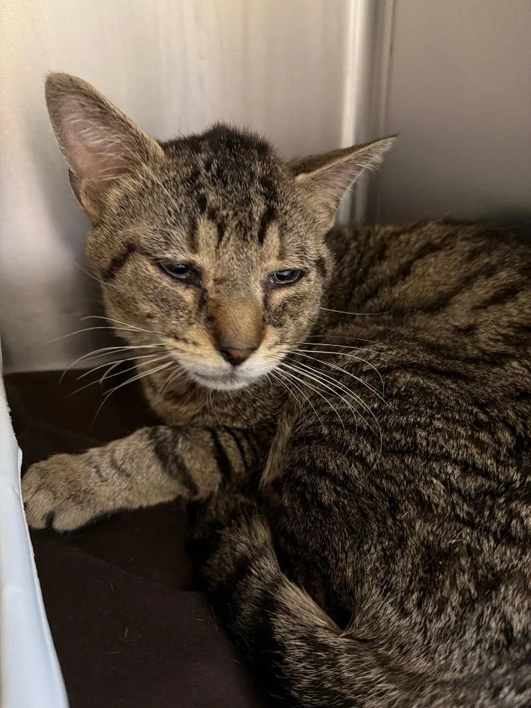 A young medium-sized male Domestic Short Hair cat named Panko for adoption in Pomona, NY